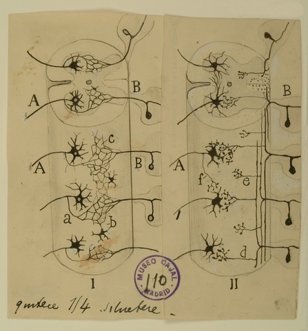 Santiago Ramón y Cajal