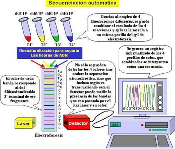 El Proyecto Genoma Humano y Celera Genomics