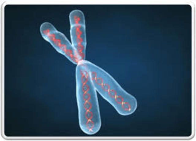 Implicación de los cromosomas