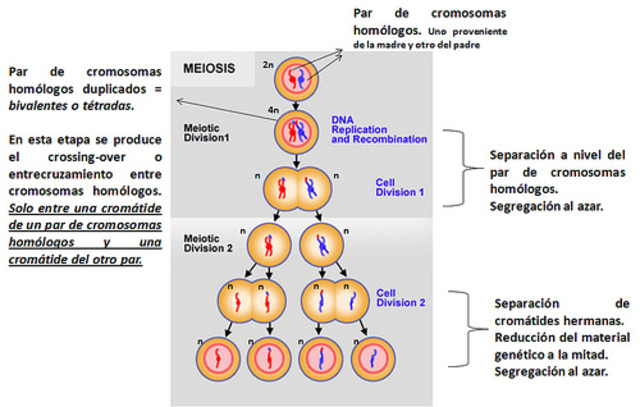 La mitosis y la meiosis / Los cromosomas
