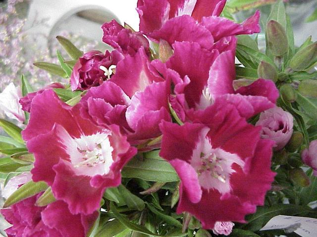 Apogeo de las plantas con flores