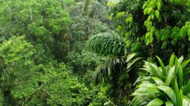Amazon Rainforest