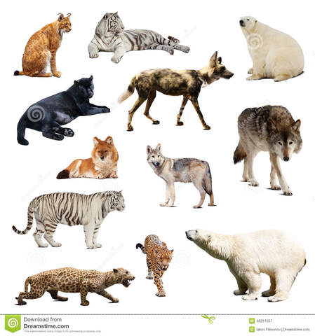 Diversificación de los mamíferos