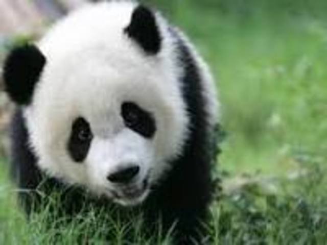 Panda Conservation Plan