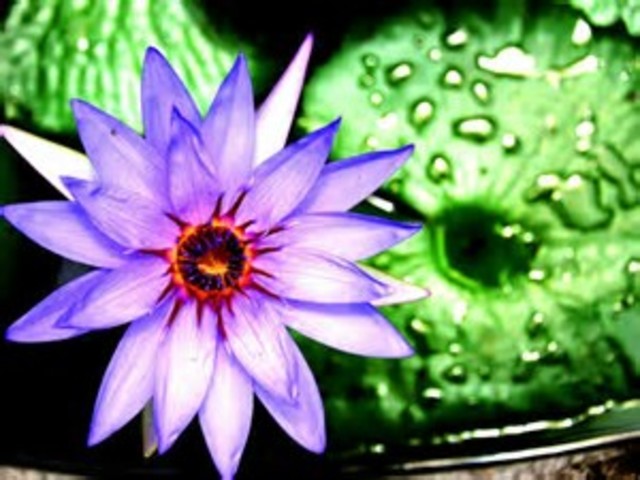 Aparición de plantas con flores