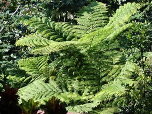 Helechos arborescentes
