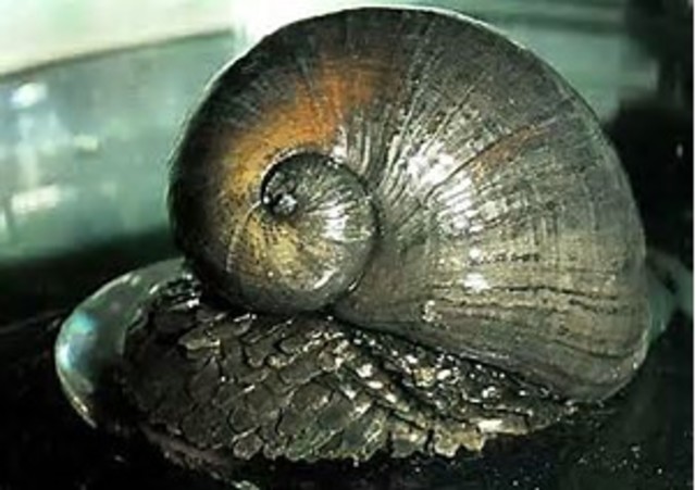 Animales con caparazón