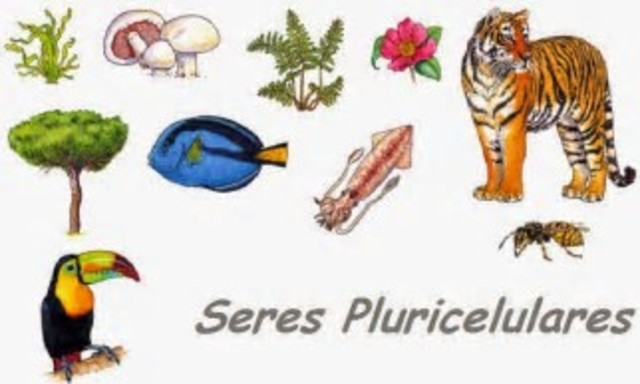 Primeros organismos pluricelulares