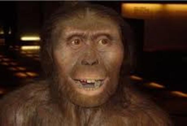 Australopithecus