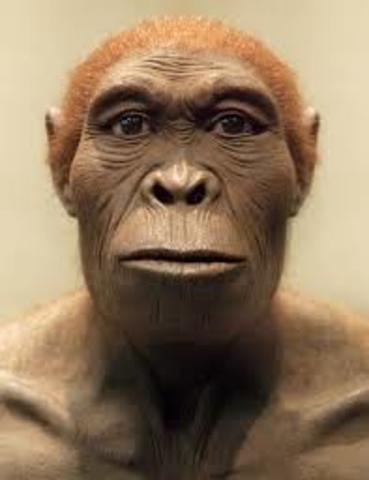 Homo Habilis