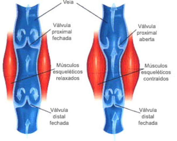 Girolamo Fabrici descubre las válvulas de las venas