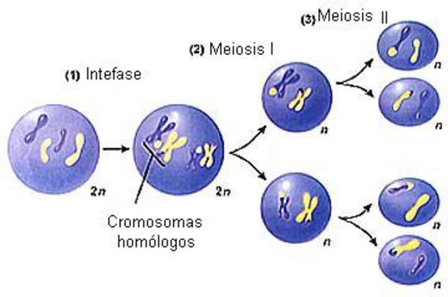 Distribución cromosómica durante la división celular
