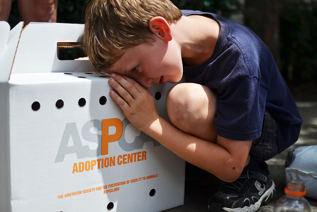 ASPCA Enacted a Federal Law Stating that Animals being Shipped needed to be Fed and Exercised