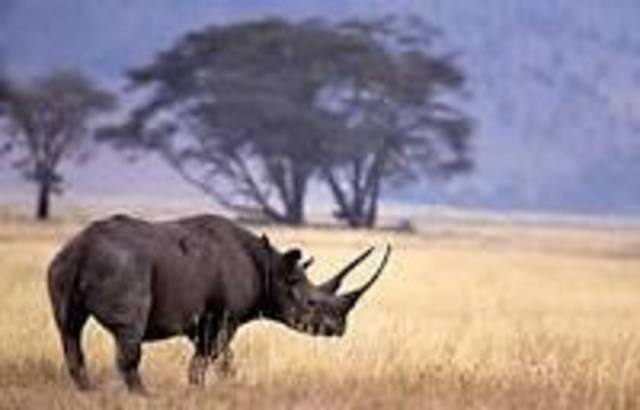 The West African black rhino is declared extinct