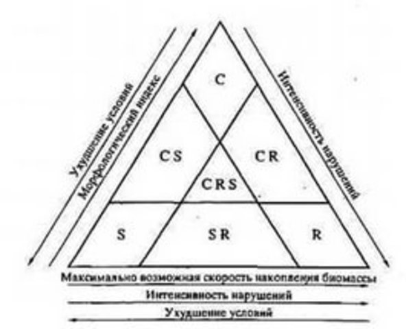 Создание треугольника Грайма