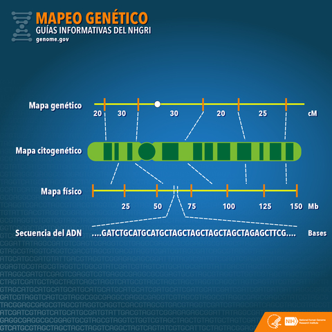 Los mapas genéticos demuestran la disposición lineal de los genes en los cromosomas