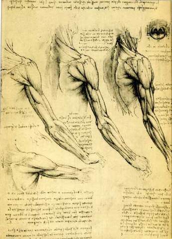 Anatomical study of the arm
