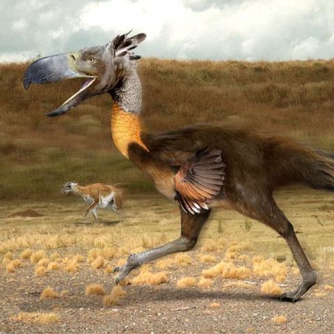 Fósil del mayor ave conocida