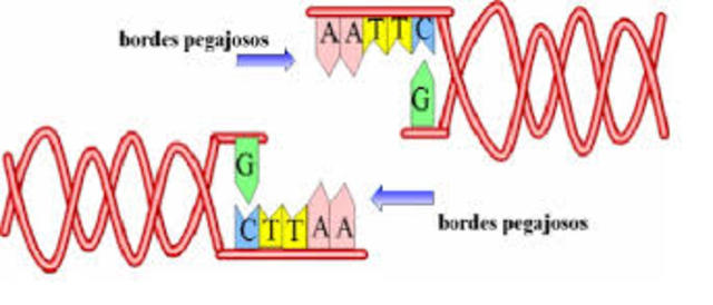 Enzimas de restricción