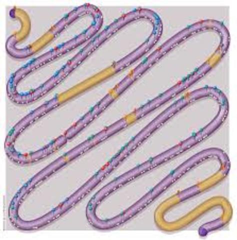 Secuencia de un eucariota