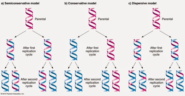 El experimento de Meselson y Stahl demuestra que la replicación del ADN essemiconservativa1961 El código genético está organizado en tripletes