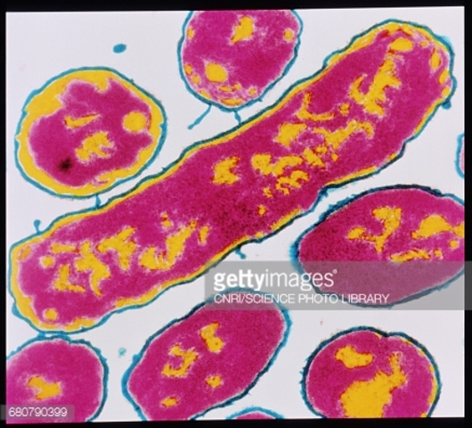 Se descubren las enzimas de restricción en la bacteria Haemophilius influenzae, lo que permite a los científicos manipular el ADN