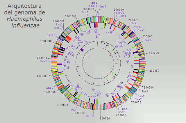 El genoma de Haemophilus influenzae es el primer genoma secuenciado de un organismo de vida libre