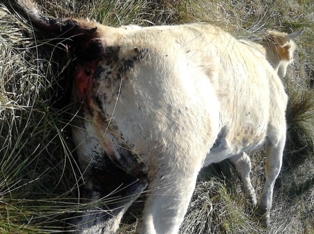 The first animal died