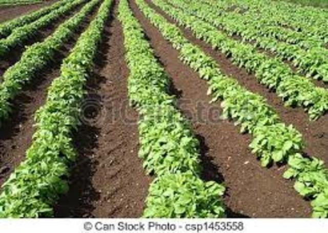 Homo Sapiens descovered crops