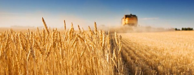 Homo sapiens discovered agriculture