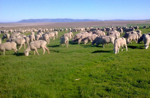 Homo sapiens discovered livestock