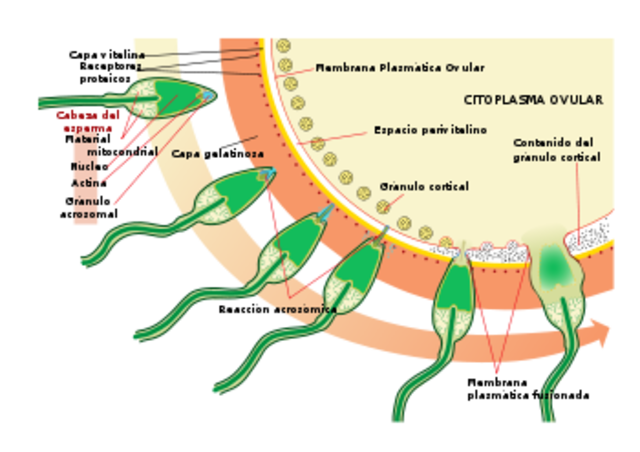 Fecundación y 1er semana
