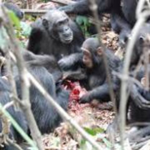 Jane discovers that chimpanzees eat meat.