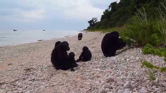 Arrives at Lake Tanganyika in the Gombe Stream Reserve