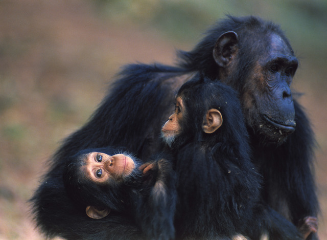 Tchimpounga Sanctuarty is founded