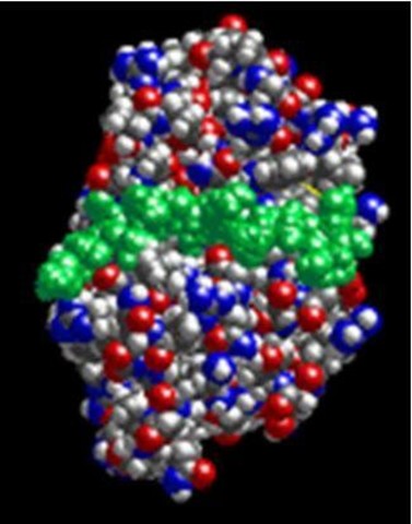 Primer Descubrimiento