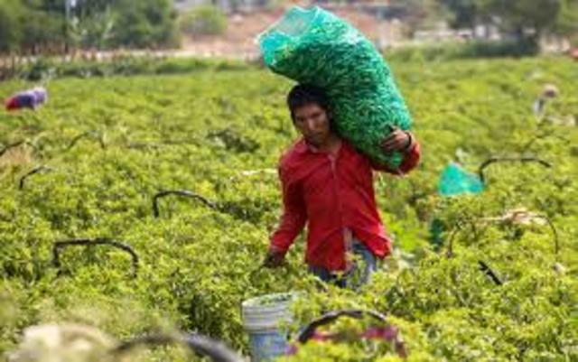Intervención de la radio en la agricultura y los oficios