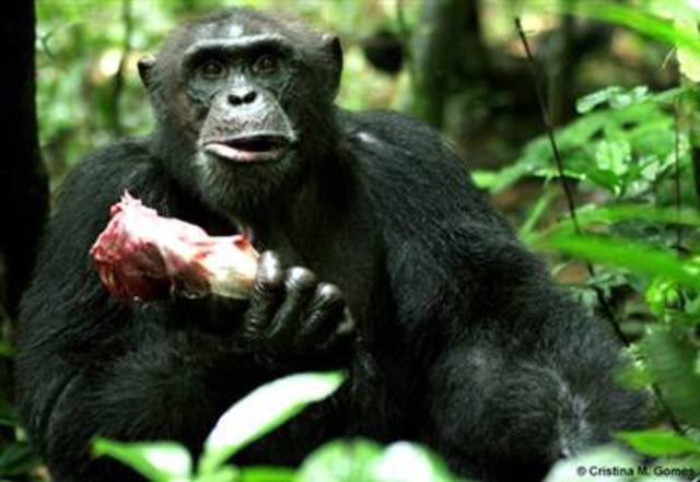 Jane Goodall´s discoveries about chimpanzees behaviour (meat)