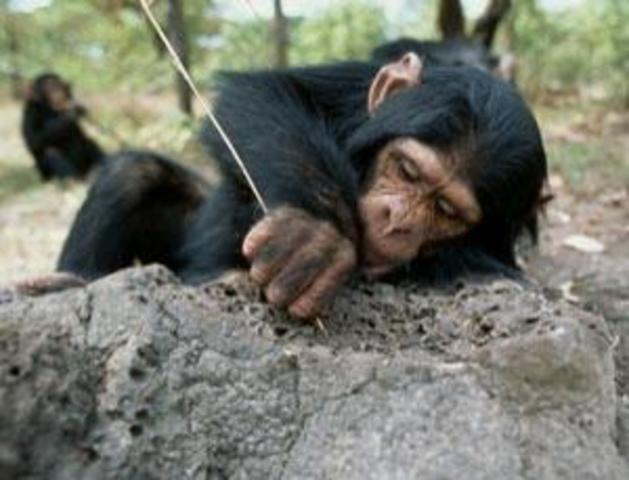 Chimpanzees making and using their own tools