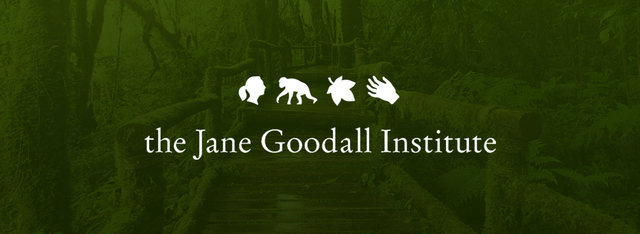 Jane Goodall’s Institute’s work