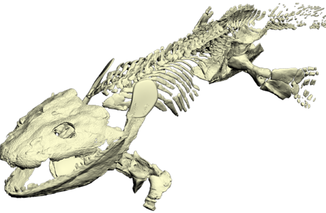 Primeros vertebrados