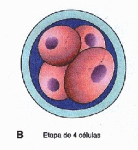 40h después de la fecundación