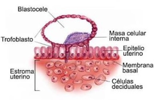 Implantación días 7-8