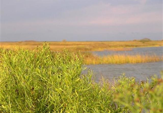 the gulf coastal plains