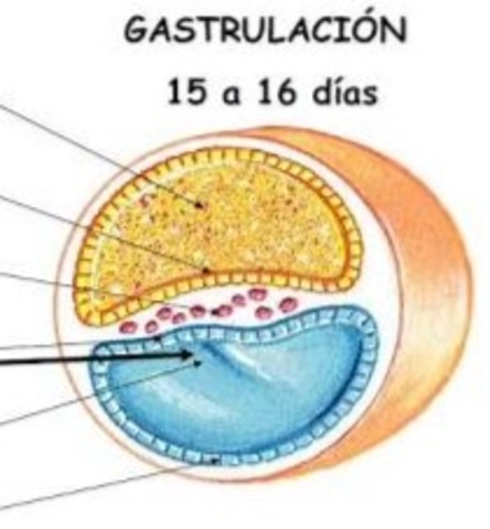 Gastrulación. Días 15-16