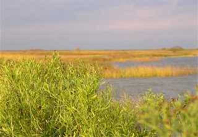 the gulf coastal plains