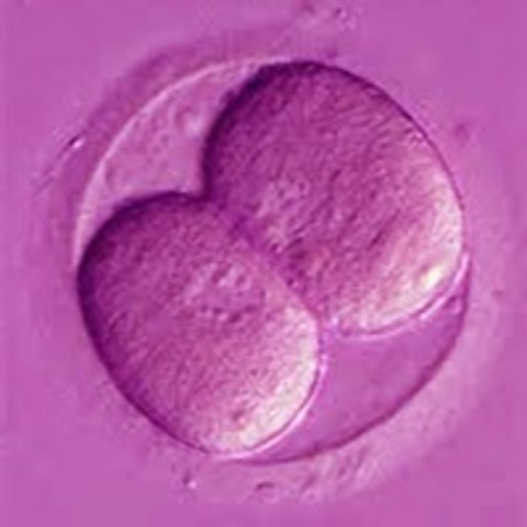 Fase de dos células