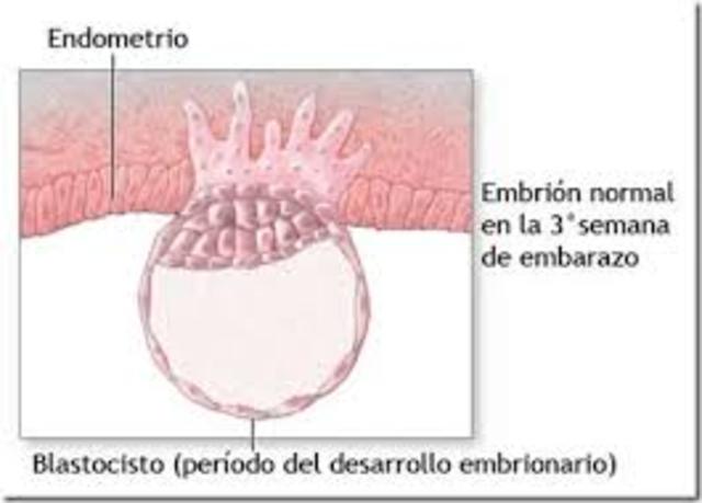 Días 7 - 12 (implantación)