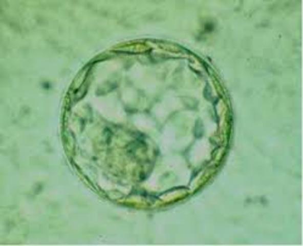 Blastocisto incipiente