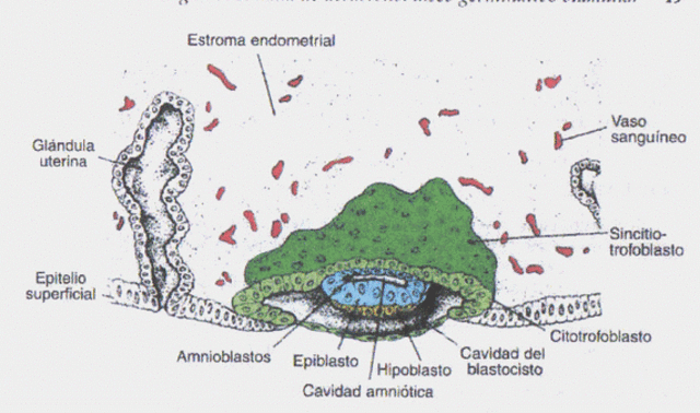 Segunda semana " implantación" Día 8